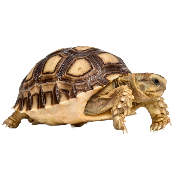 Best Substrate for African spurred tortoise Centrochelys sulcata ReptiChip