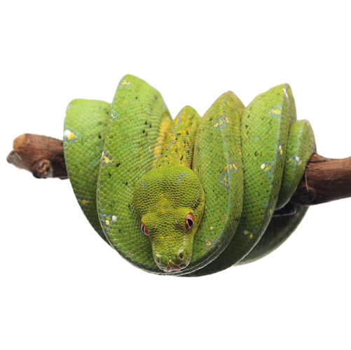 Best Substrate for Green Tree Python ReptiChip