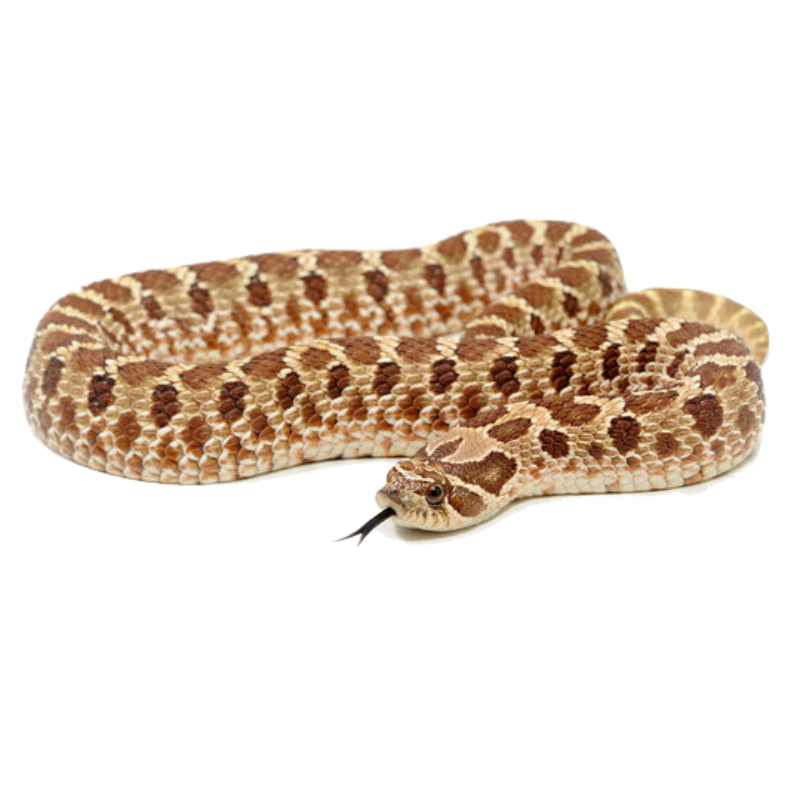 Western Hognose Snake