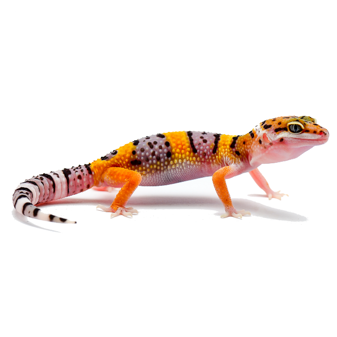 Leopard Gecko