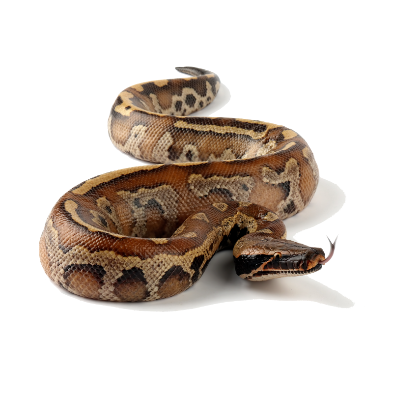 Best Substrate for a Blood Python Blood Python Python brongersmai ReptiChip