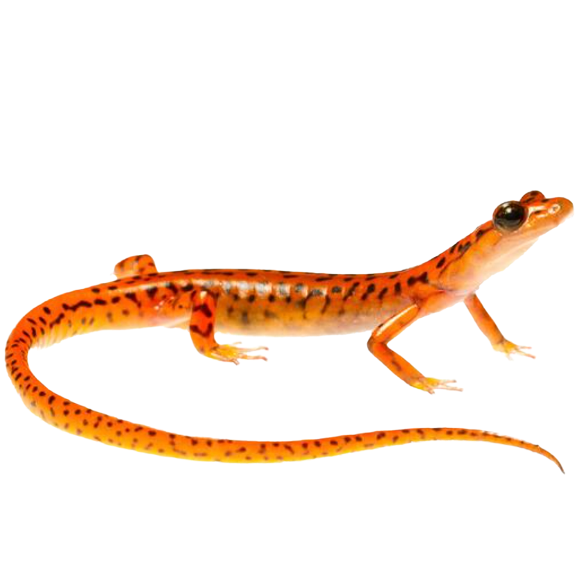 Best Substrate for a Cave salamander Eurycea lucifuga ReptiChip