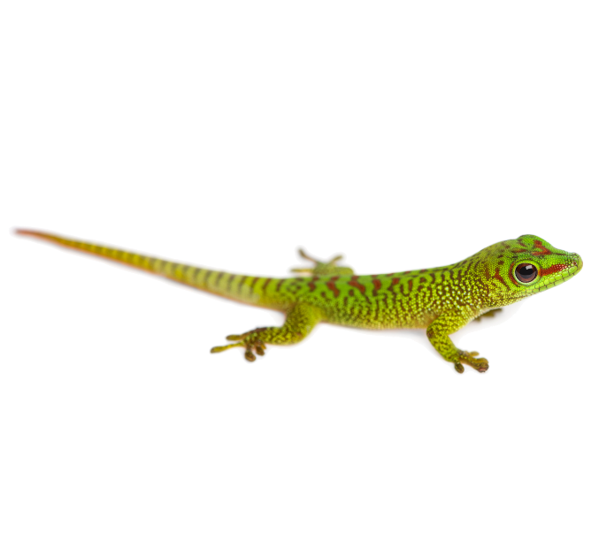 Giant Day Gecko