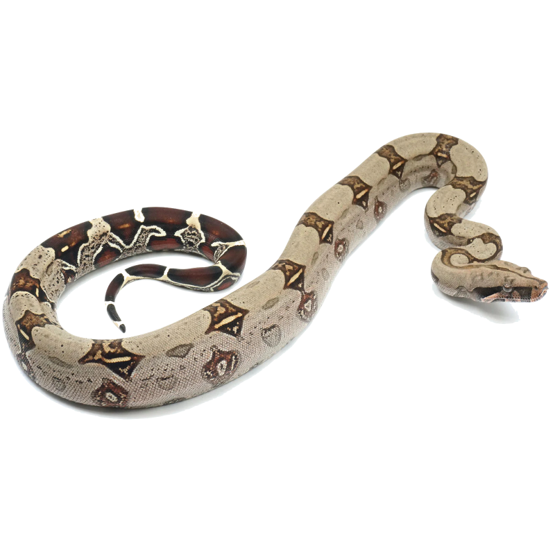 Peruvian Long-Tailed Boa