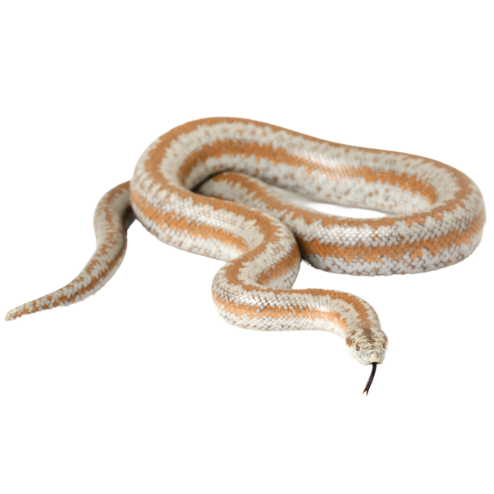 Best Substrate for a Rosy Boa Lichanura orcutti ReptiChip