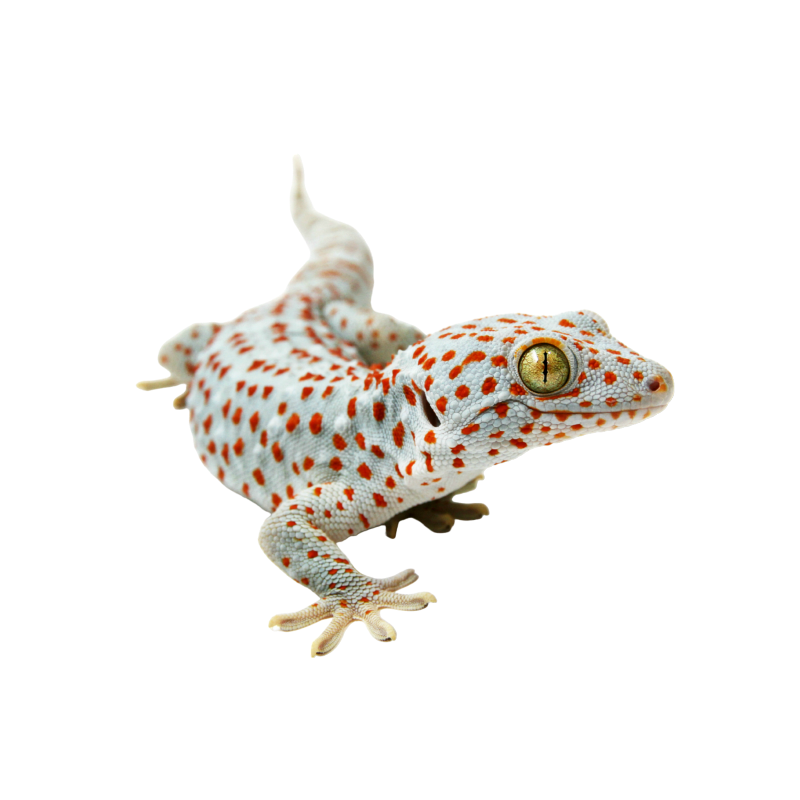 Tokay Gecko
