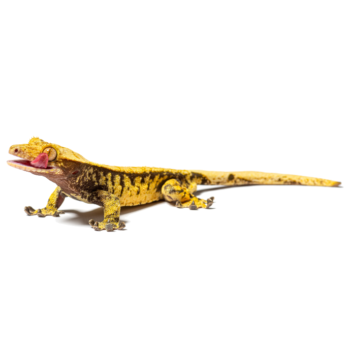 Crested Gecko