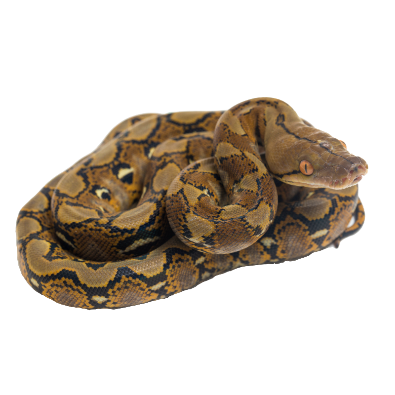 Reticulated Python