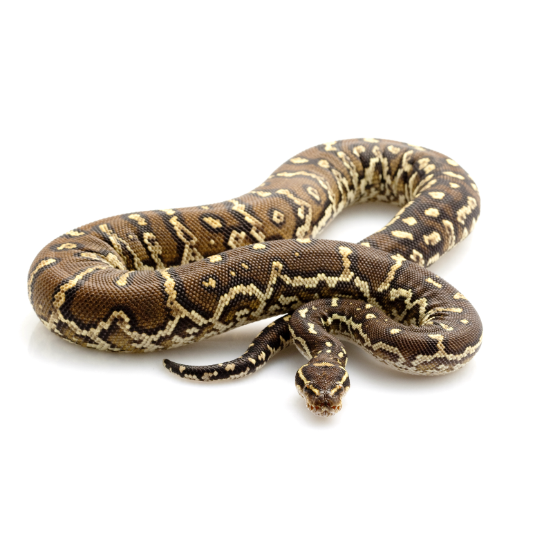 Angolan Python