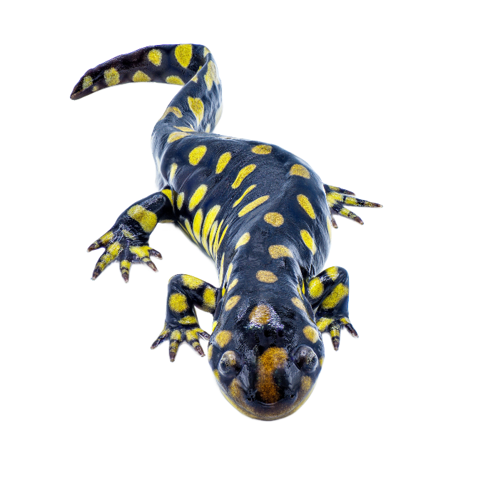 Best Substrate for tiger salamander Ambystoma tigrinum ReptiChip