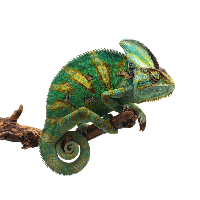 Best substrate for Veiled Chameleon Chamaeleo calyptratus ReptiChip