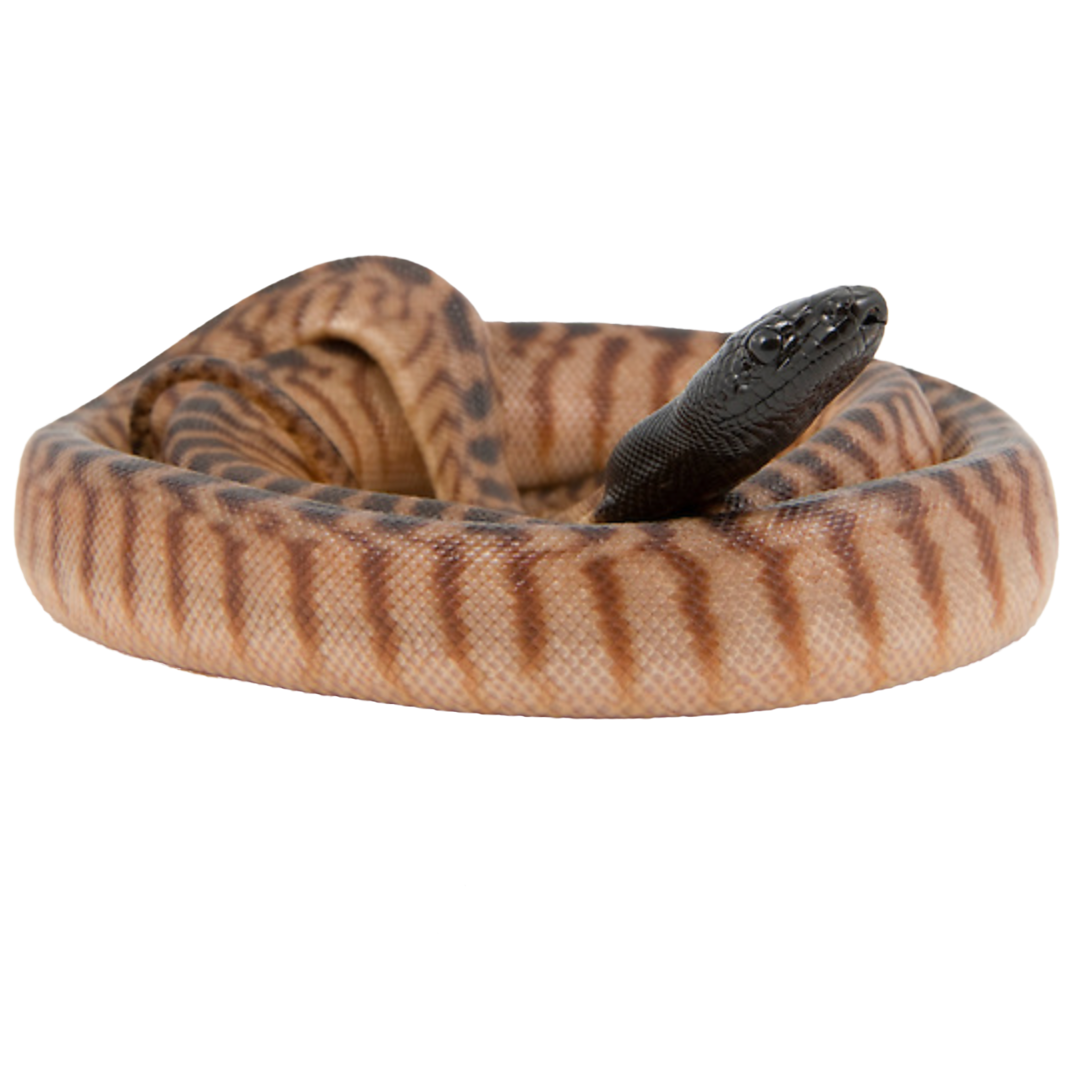 Best substrate for a Black-headed python Aspidites melanocephalus ReptiChip