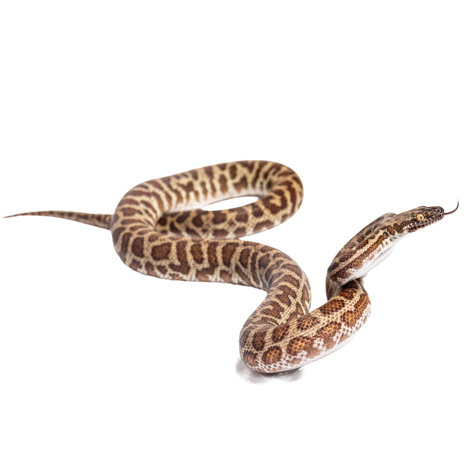 Best substrate for a Children's Python ReptiChip