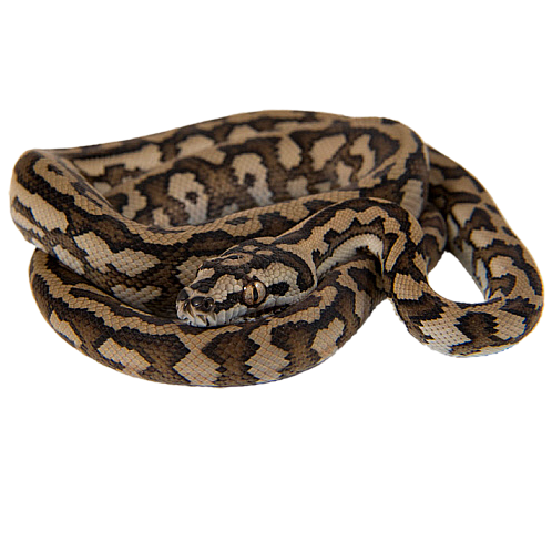 Best substrate for a Coastal carpet python Morelia spilota mcdowelli