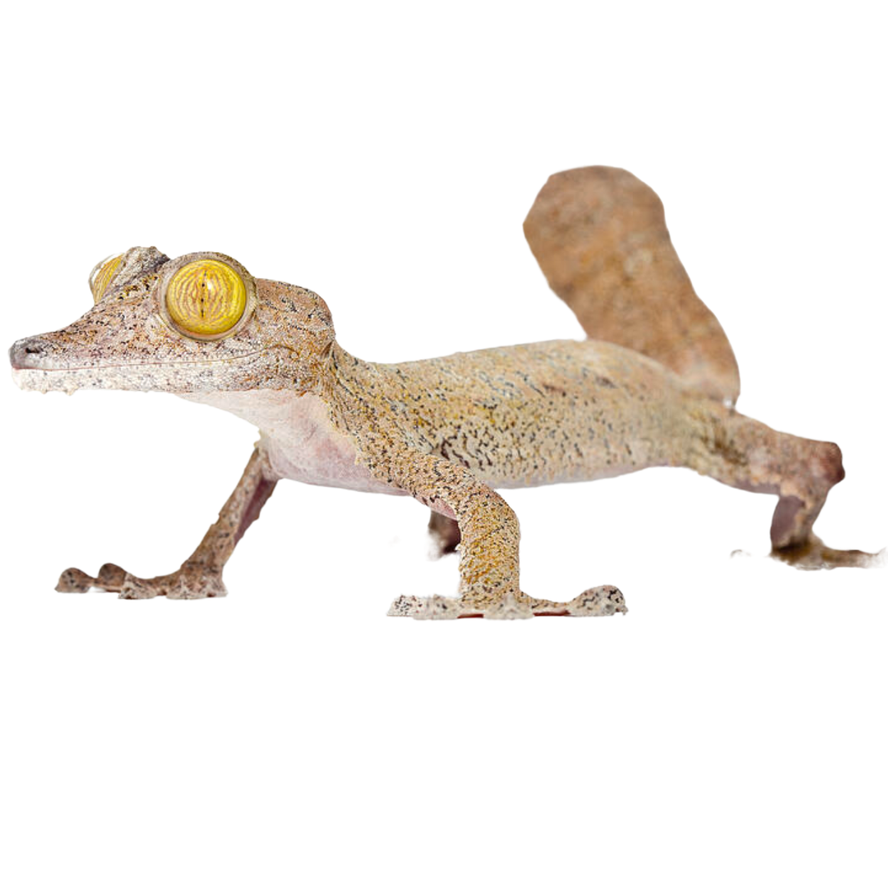 Best substrate for a Common Flat-tail Gecko Uroplatus fimbriatus ReptiChip