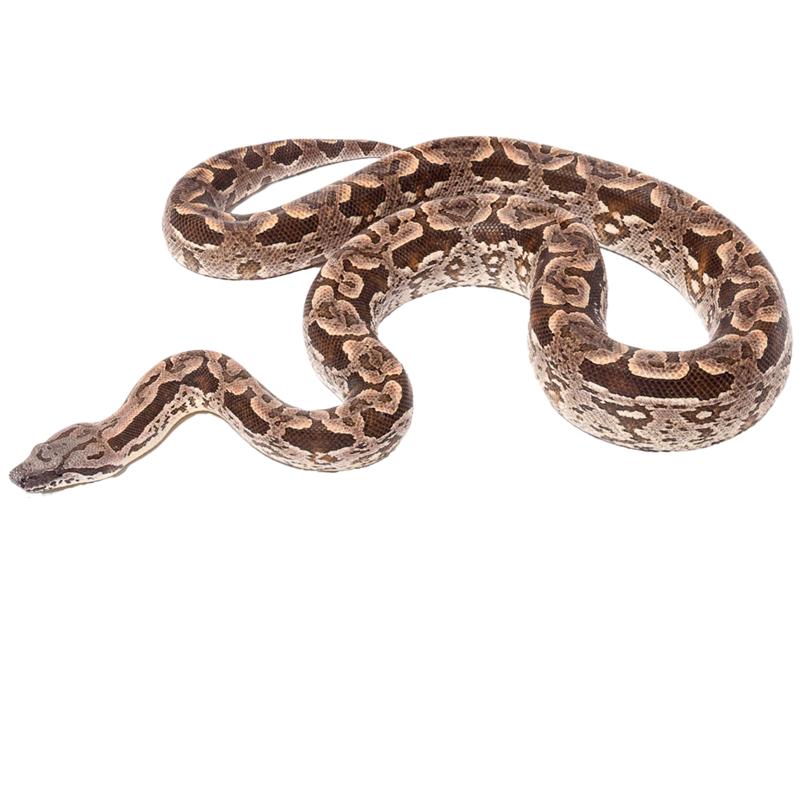 Best substrate for a Dumeril's Boa Acrantophis dumerili ReptiChip