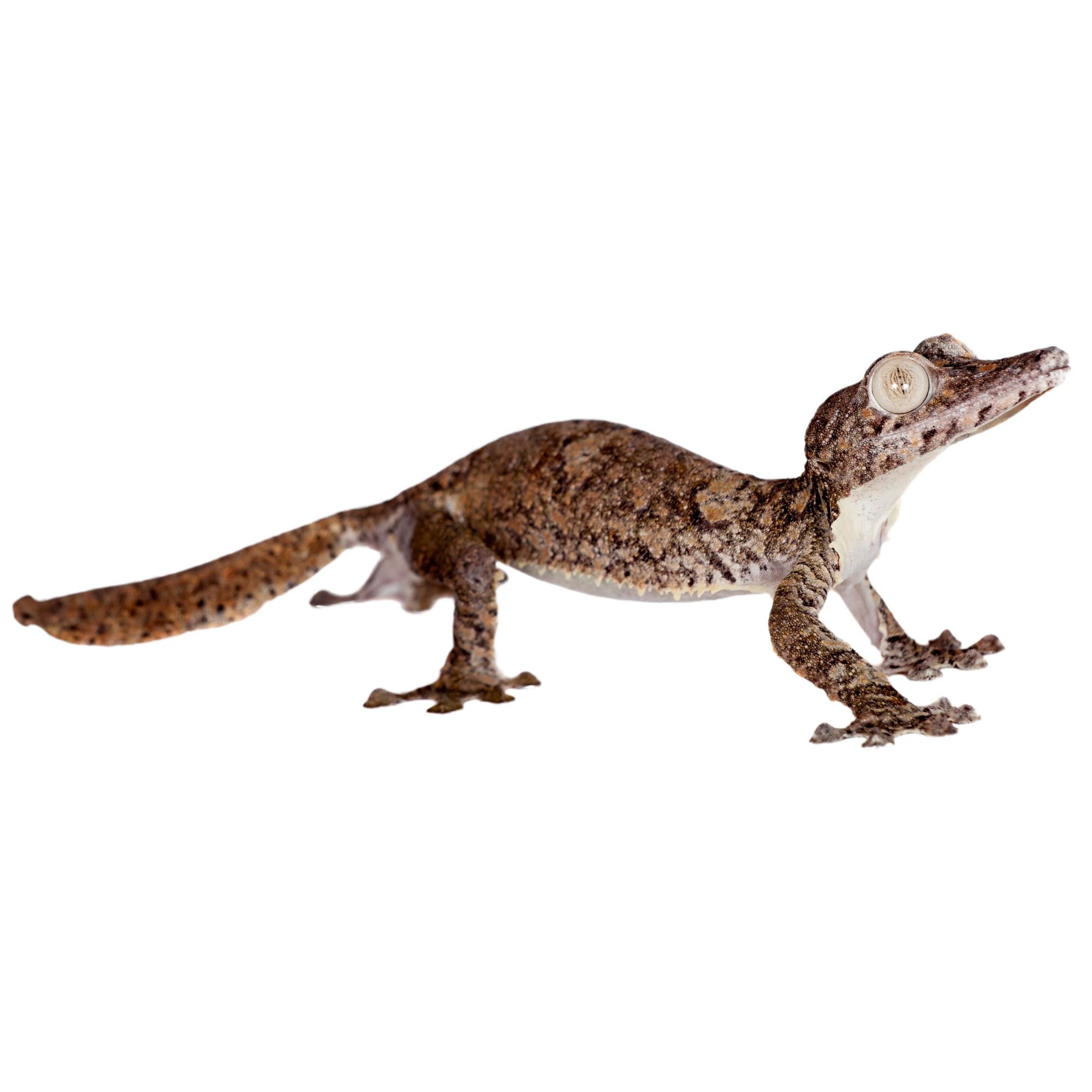 Best substrate for a Giant Leaf-tailed Gecko Uroplatus giganteus ReptiChip