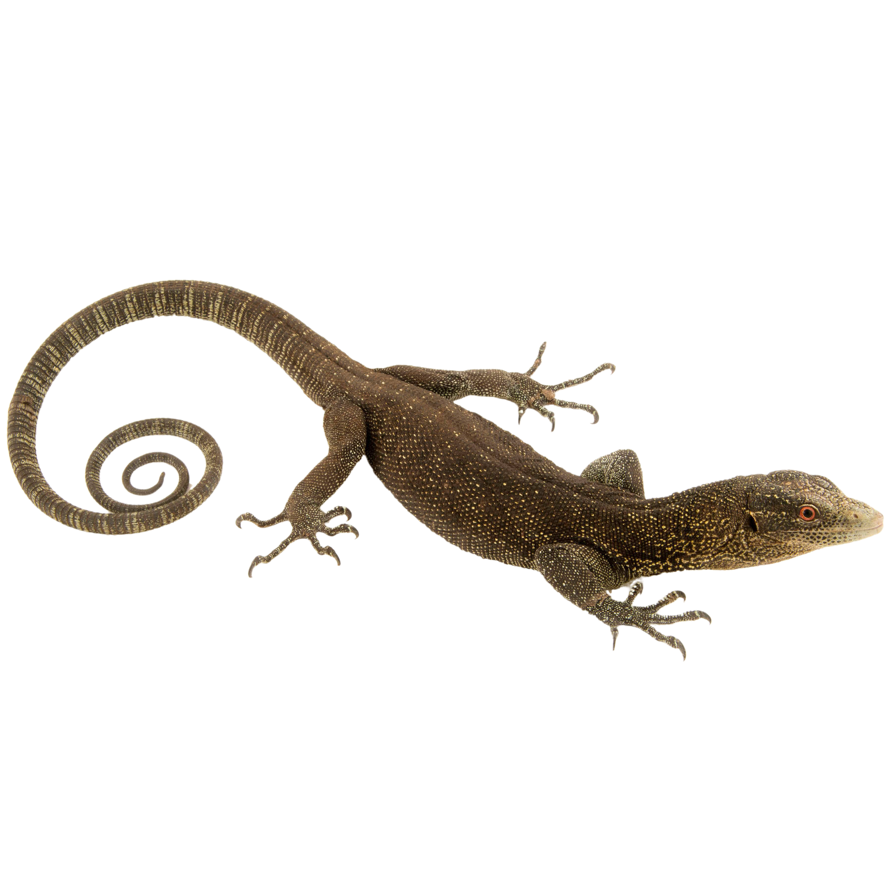 Best substrate for a Golden-Spotted Tree Monitor Varanus boehmei ReptiChip.png