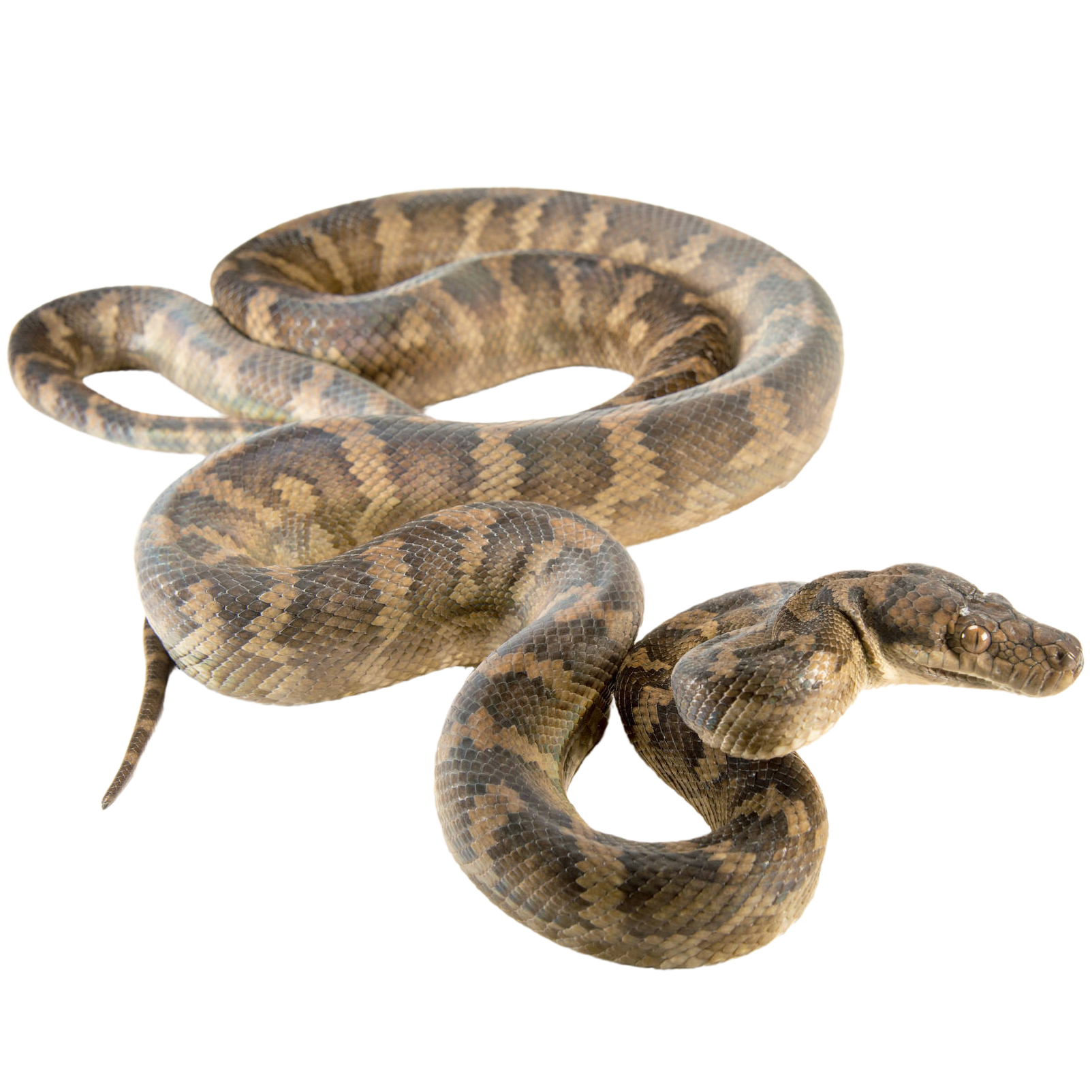 Best substrate for a Halmahera Python Simalia tracyae ReptiChip