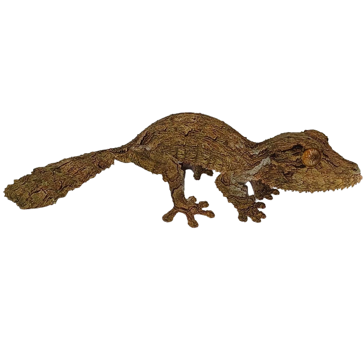 Best substrate for a Henkel's Leaf-tailed Gecko Uroplatus henkeli ReptiChip