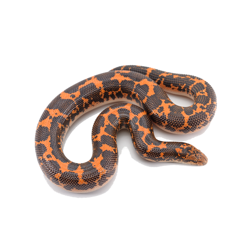 Best substrate for a Kenyan sand boa ReptiChip