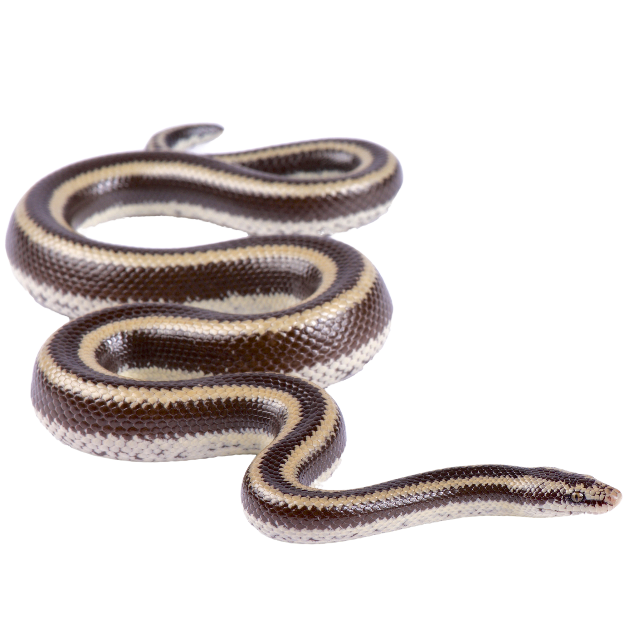 Best substrate for a Mexican Rosy Boa Lichanura trivirgata ReptiChip