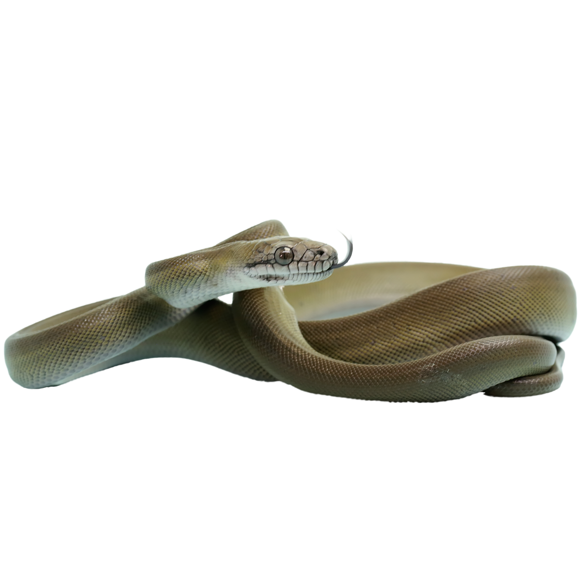 Best substrate for a Papuan Olive Python Apodora papuana ReptiChip