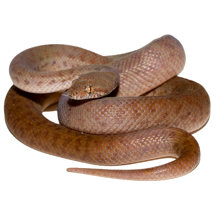 Best substrate for a Pygmy Anthill python Antaresia perthensis ReptiChip