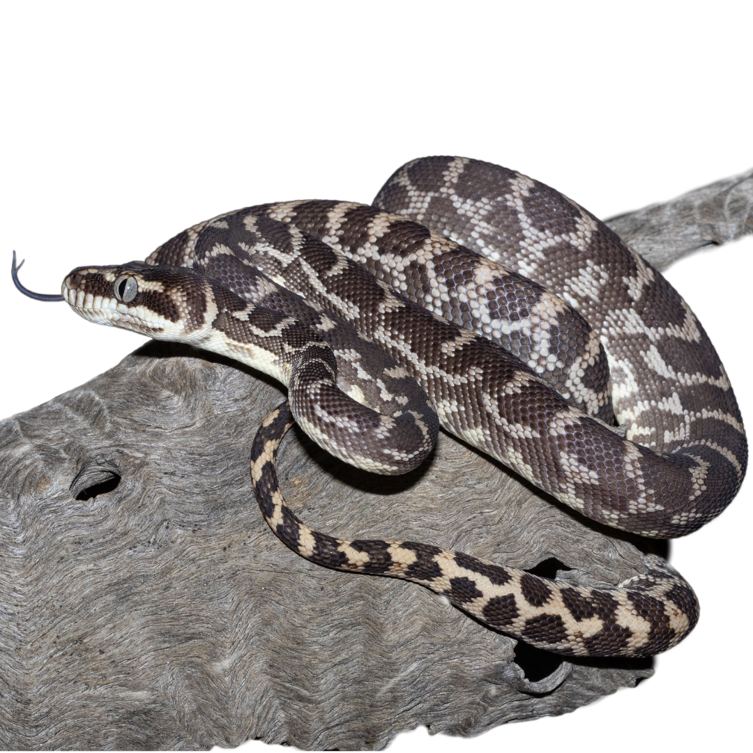 Rough-scaled Python