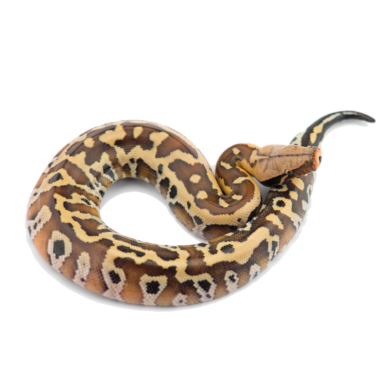 Best substrate for a Sumatran Short Tail Python Python curtus ReptiChip