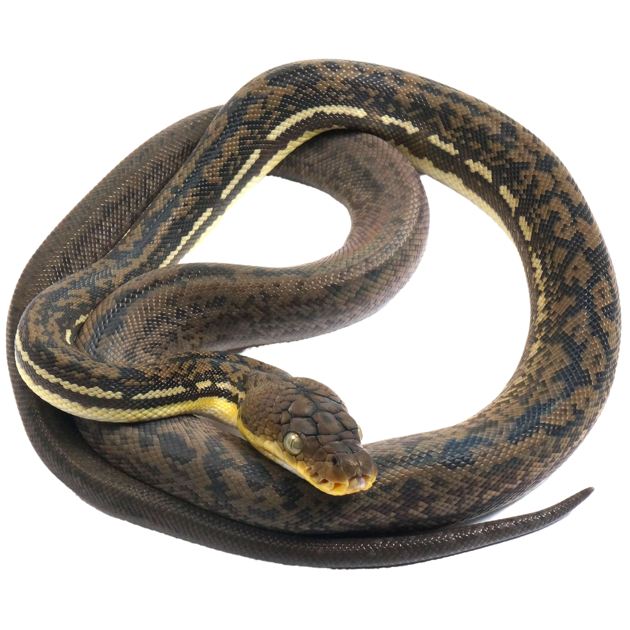 Best substrate for a Timor Python Malayopython timoriensis ReptiChip