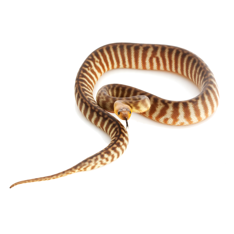 Woma Python