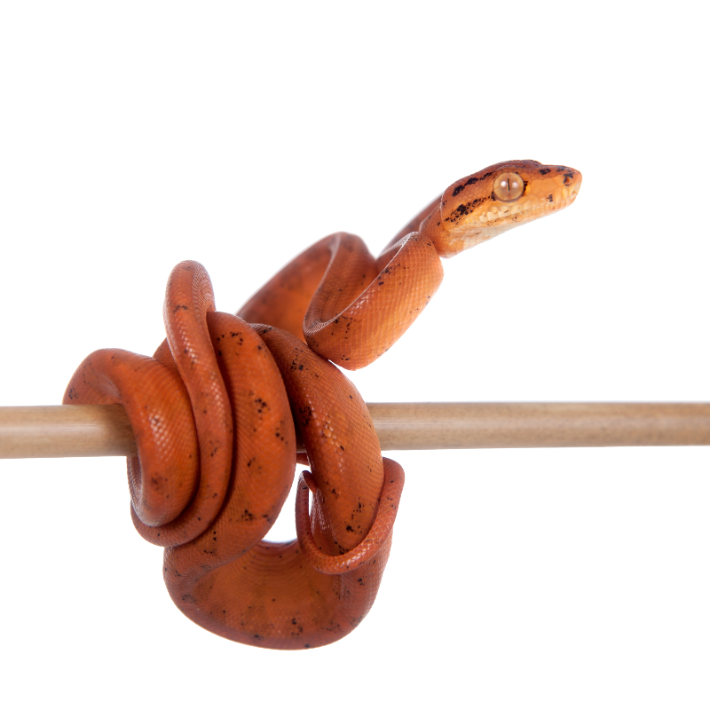 Best substrate for an Amazon tree boa Corallus hortulanus ReptiChip