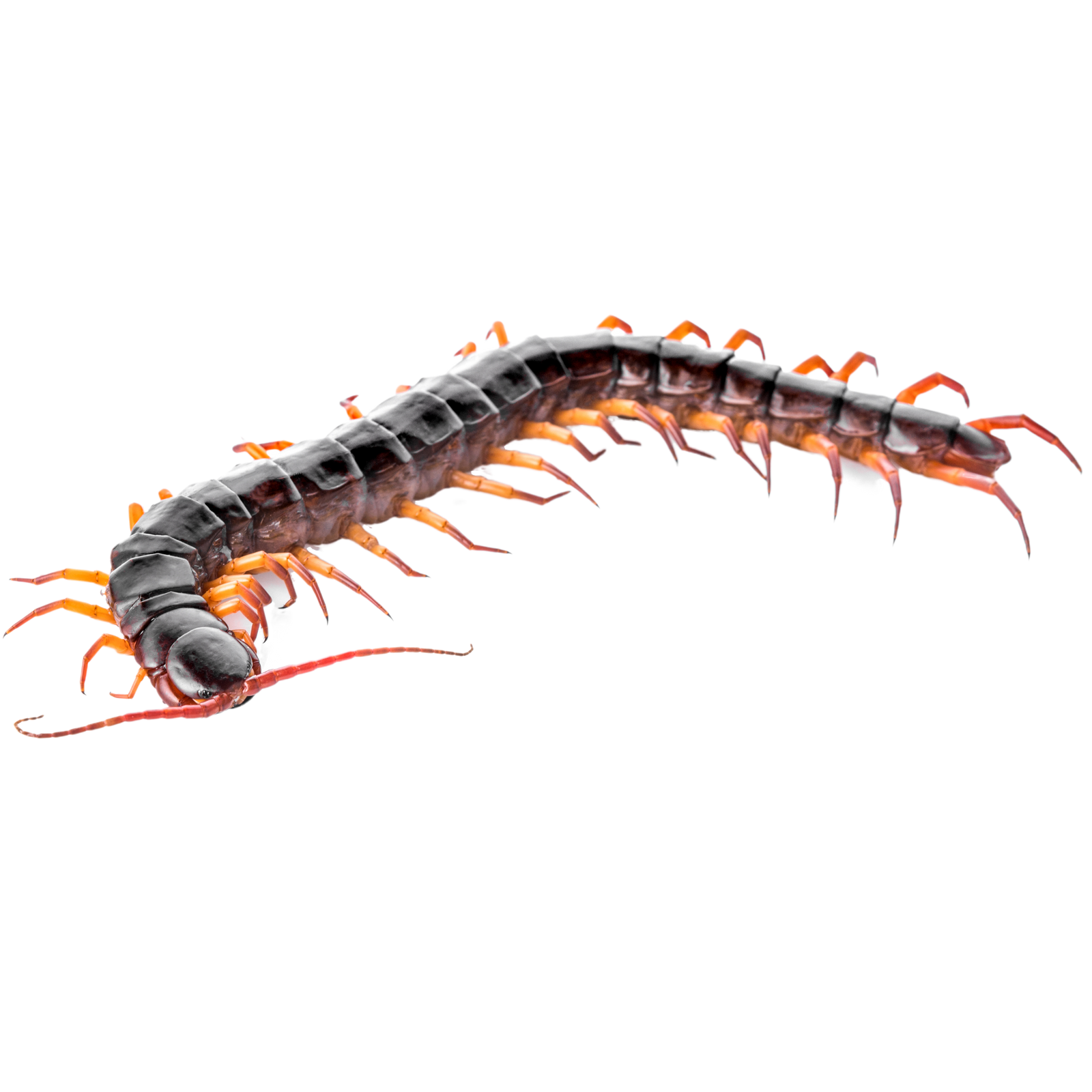 Best substrate for an Amazonian giant centipede Scolopendra gigantea ReptiChip