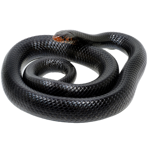Best substrate for an Eastern Indigo Snake Drymarchon couperi ReptiChip