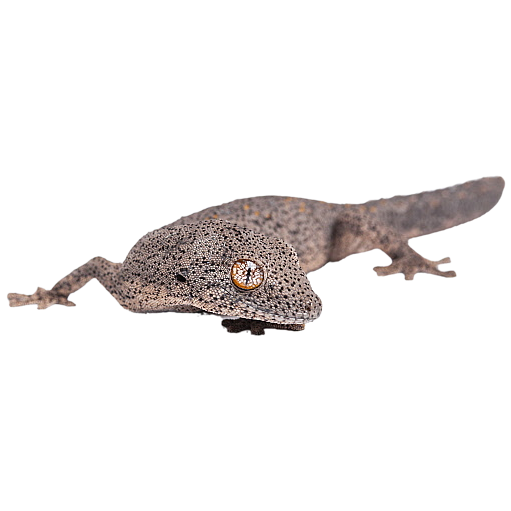 Best substrate for an Eastern Spiny-tailed Gecko Strophurus williamsi ReptiChip