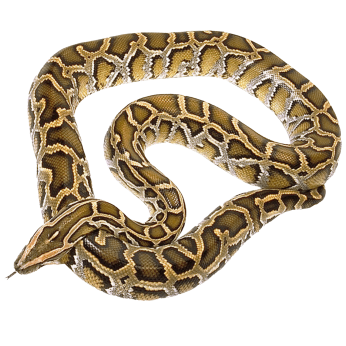 Best substrate for an Indian rock python Python molurus ReptiChip