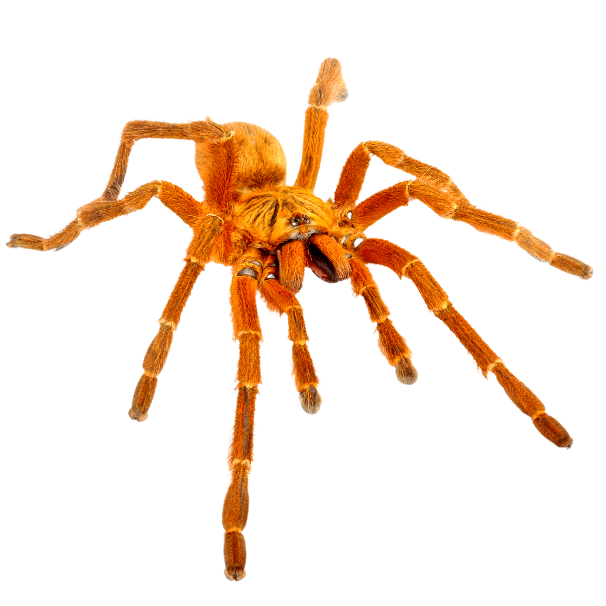 Best substrate for an Orange Baboon Tarantula Pterinochilus murinus ReptiChip