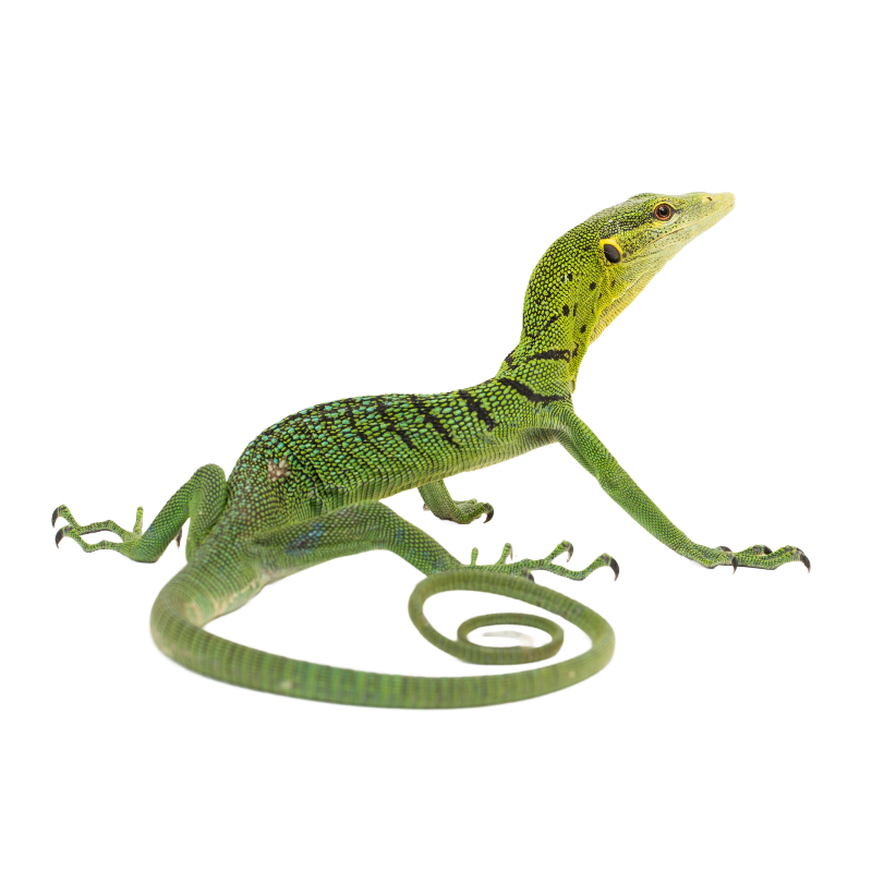 Best substrate for an emerald green tree monitor Varanus prasinus ReptiChip